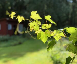 Vinranka symboliserar tillväxt